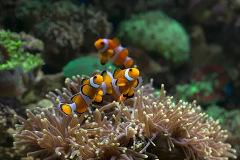Обои Коралловый риф 4K · ocean · 3840×2560