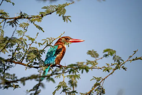 Sfondo Uccello Martin Pescatore 4K · birds · 3840×2560