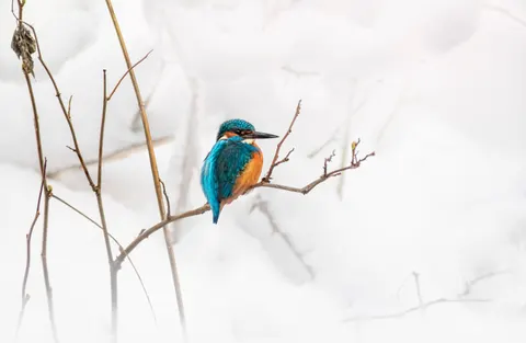 किंगफिशर पक्षी 4K वॉलपेपर · birds · 3840×2509
