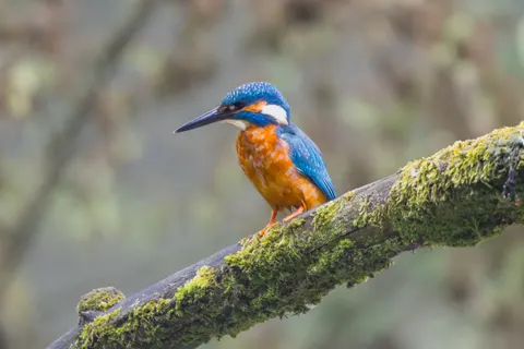 Sfondo Uccello Martin Pescatore 4K · birds · 3840×2560