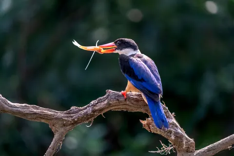 Kingfisher Bird 4K Wallpaper · birds · 3840×2560
