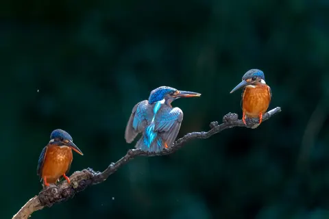 خلفية طائر الرفراف الملون بدقة 4K · birds · 3840×2560