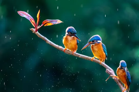 Yalıçapkını Kuşu 4K Duvar Kağıdı · birds · 3840×2560