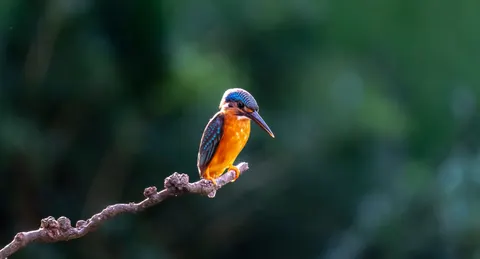 Sfondo Uccello Martin Pescatore 4K · birds · 3840×2072