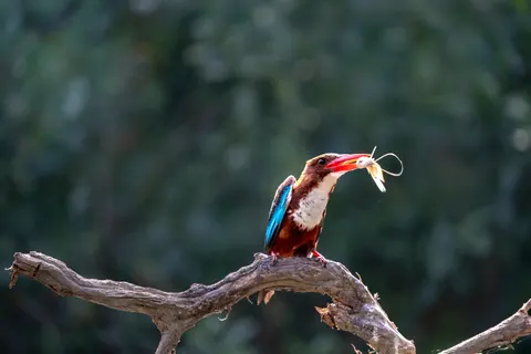Sfondo Uccello Martin Pescatore 4K · birds · 3840×2560