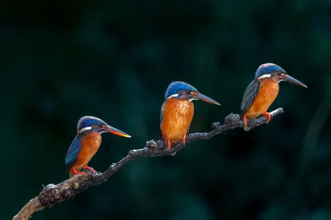 خلفية طائر الرفراف الملون بدقة 4K · birds · 3840×2560