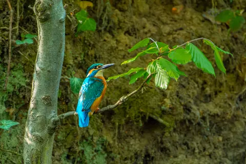 Kingfisher Bird 4K Wallpaper · birds · 3840×2560