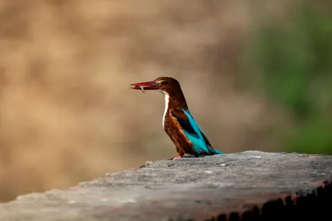 Fondo de pantalla Ave Martín Pescador 4K · birds · 3840×2560