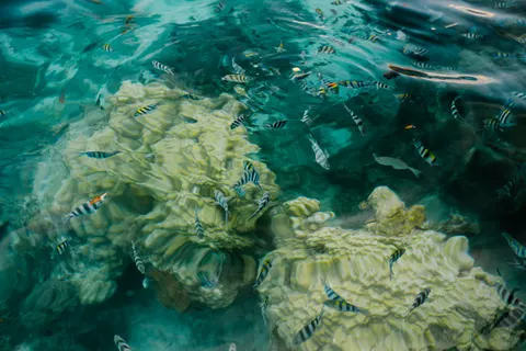 मूंगा चट्टान 4K वॉलपेपर · ocean · 3840×2560