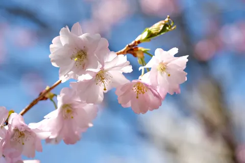 Fond d'écran Fleur de cerisier 4K · nature · 3840×2560