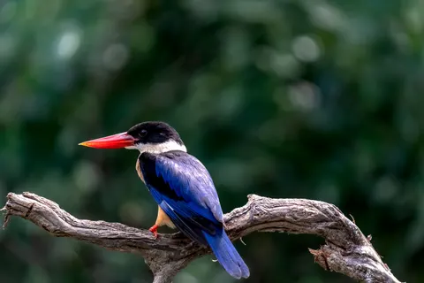 किंगफिशर पक्षी 4K वॉलपेपर · birds · 3840×2560
