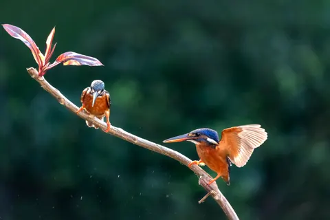 Kingfisher Bird 4K Wallpaper · birds · 3840×2560