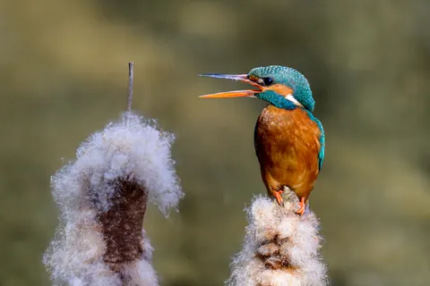 Kingfisher Bird 4K Wallpaper · birds · 3840×2560