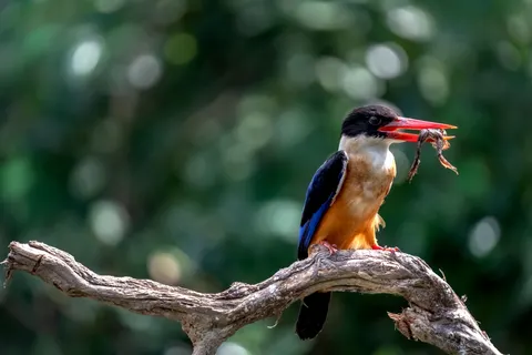 Yalıçapkını Kuşu 4K Duvar Kağıdı · birds · 3840×2560