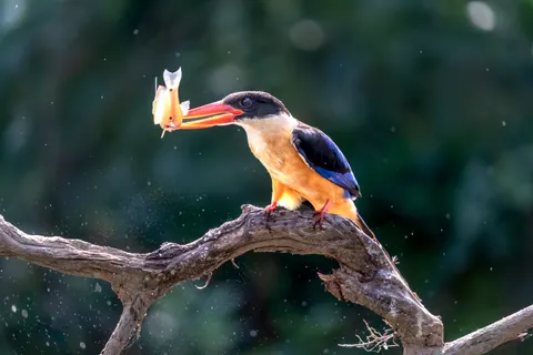 Kingfisher Bird 4K Wallpaper · birds · 3840×2560