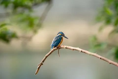 خلفية طائر الرفراف الملون بدقة 4K · birds · 3840×2560