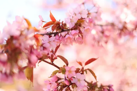 خلفية أزهار الكرز بدقة 4K · nature · 3840×2561