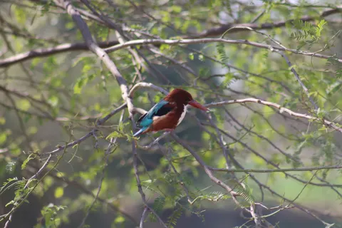 Yalıçapkını Kuşu 4K Duvar Kağıdı · birds · 3840×2560