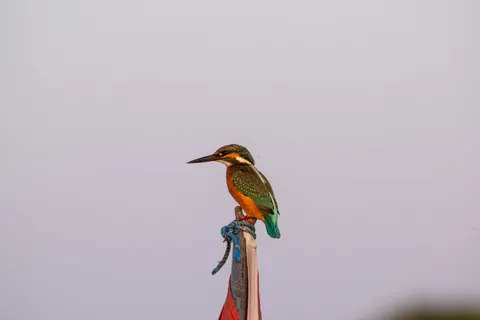 किंगफिशर पक्षी 4K वॉलपेपर · birds · 3840×2560