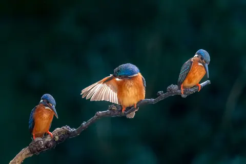 किंगफिशर पक्षी 4K वॉलपेपर · birds · 3840×2560