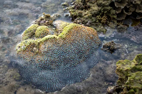 Wallpaper Terumbu Karang 4K · ocean · 3840×2561