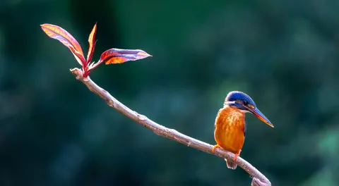 Yalıçapkını Kuşu 4K Duvar Kağıdı · birds · 3840×2114