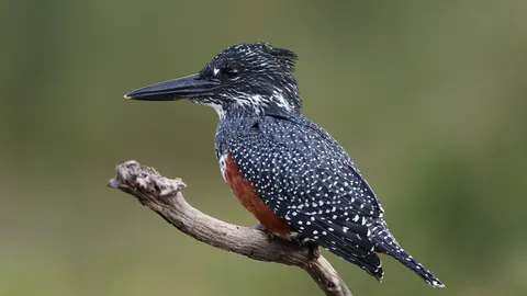 किंगफिशर पक्षी 4K वॉलपेपर · birds · 3840×2160
