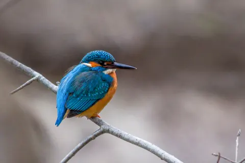 Fondo de pantalla Ave Martín Pescador 4K · birds · 3840×2563