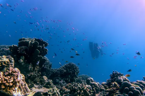 Wallpaper Terumbu Karang 4K · ocean · 3840×2560