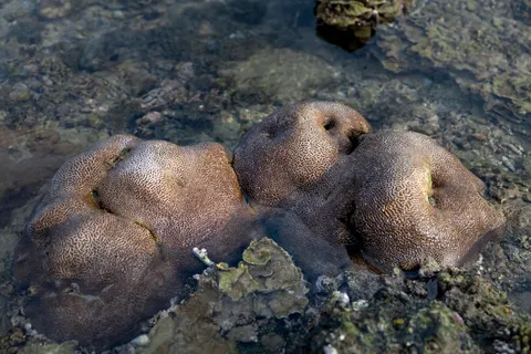 मूंगा चट्टान 4K वॉलपेपर · ocean · 3840×2561