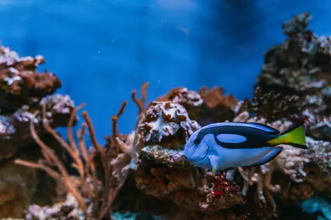Wallpaper Terumbu Karang 4K · ocean · 3840×2560