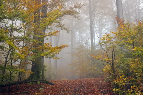 Foggy Forest 4K Wallpaper · nature · 3840×2561