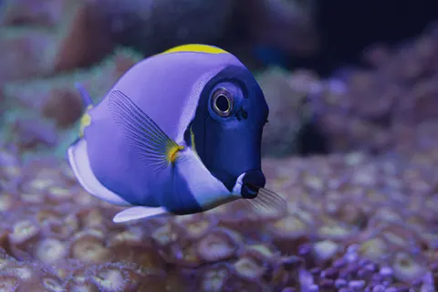 Wallpaper Terumbu Karang 4K · ocean · 3840×2560