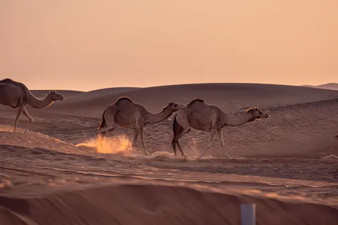 خلفية كثبان الصحراء بدقة 4K · nature · 3840×2560