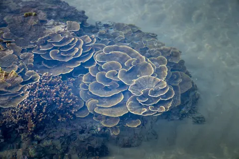 خلفية الشعاب المرجانية بدقة 4K · ocean · 3840×2561