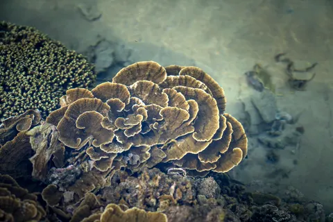 Wallpaper Terumbu Karang 4K · ocean · 3840×2561