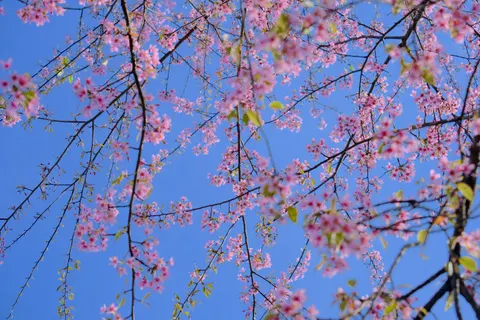 Cherry Blossom 4K Wallpaper · nature · 3840×2560
