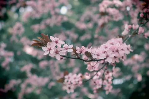Cherry Blossom 4K Wallpaper · nature · 3840×2560