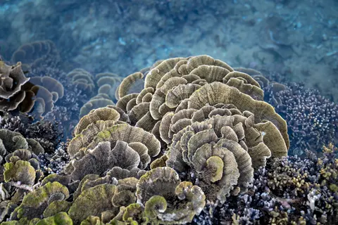 मूंगा चट्टान 4K वॉलपेपर · ocean · 3840×2561
