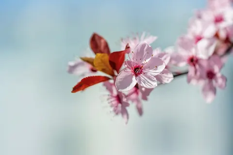 Fond d'écran Fleur de cerisier 4K · nature · 3840×2562