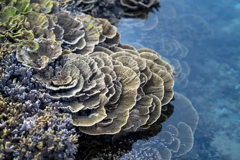 मूंगा चट्टान 4K वॉलपेपर · ocean · 3840×2561