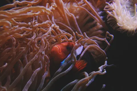 मूंगा चट्टान 4K वॉलपेपर · ocean · 3840×2560