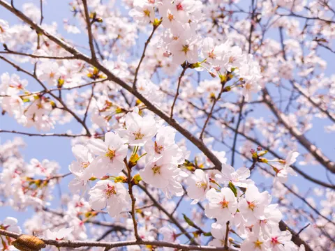 خلفية أزهار الكرز بدقة 4K · nature · 3840×2880