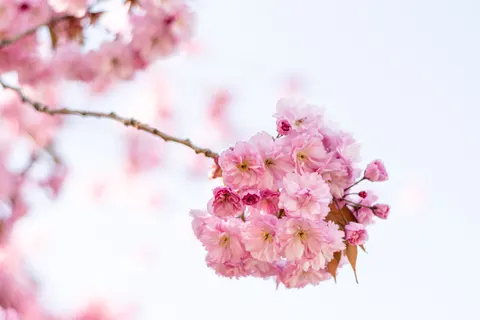 خلفية أزهار الكرز بدقة 4K · nature · 3840×2560
