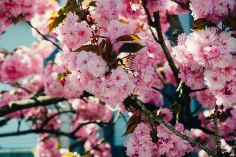 Fondo de pantalla Flor de cerezo 4K · nature · 3840×2563