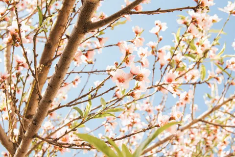 Cherry Blossom 4K Wallpaper · nature · 3840×2560