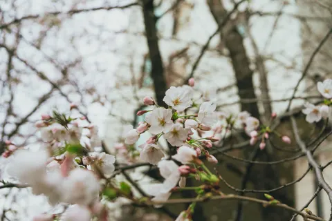 樱花 4K壁纸 · nature · 3840×2560