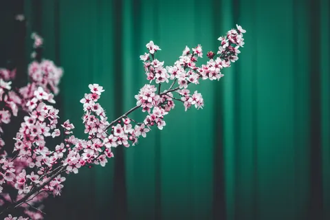 Papel de parede Flor de cerejeira 4K · nature · 3840×2560