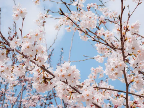 خلفية أزهار الكرز بدقة 4K · nature · 3840×2880