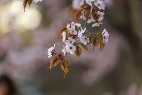 Papel de parede Flor de cerejeira 4K · nature · 3840×2560